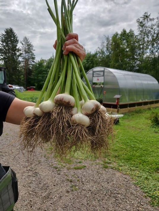 Puutarhurin perjantaipostia 26.7.2019