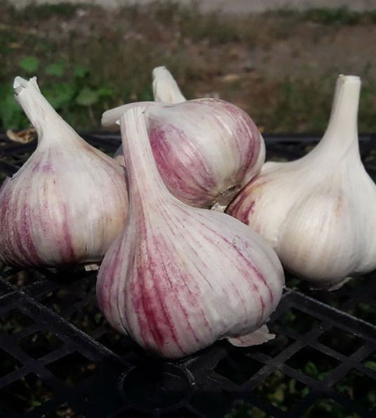 Puutarhurin perjantaipostia 6.9.2019