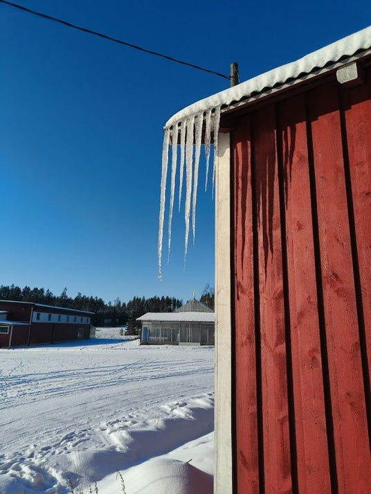 Päivät pitenevät ja auringon voima vahvistuu, Kurkkaus kellariin, Huomio ruukkuihin, ym. 20.2.2026