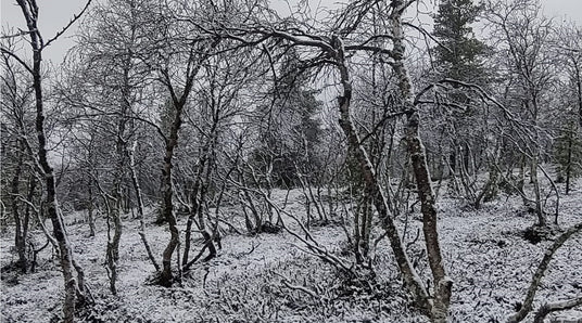Lokakuisessa puutarhassa, Syksyn ruskaa ja vaahteranlehtiruusuja, Vuoden Positiivisin Suomalainen, ym. 8.10.2021