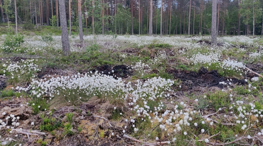 Isoja paikkakuntaisia eroja pölyttäjissä, Tunnistetaan, ennen kuin touhutaan, Liljakukkojen valkosipuliuute, ym. 17.6.2022