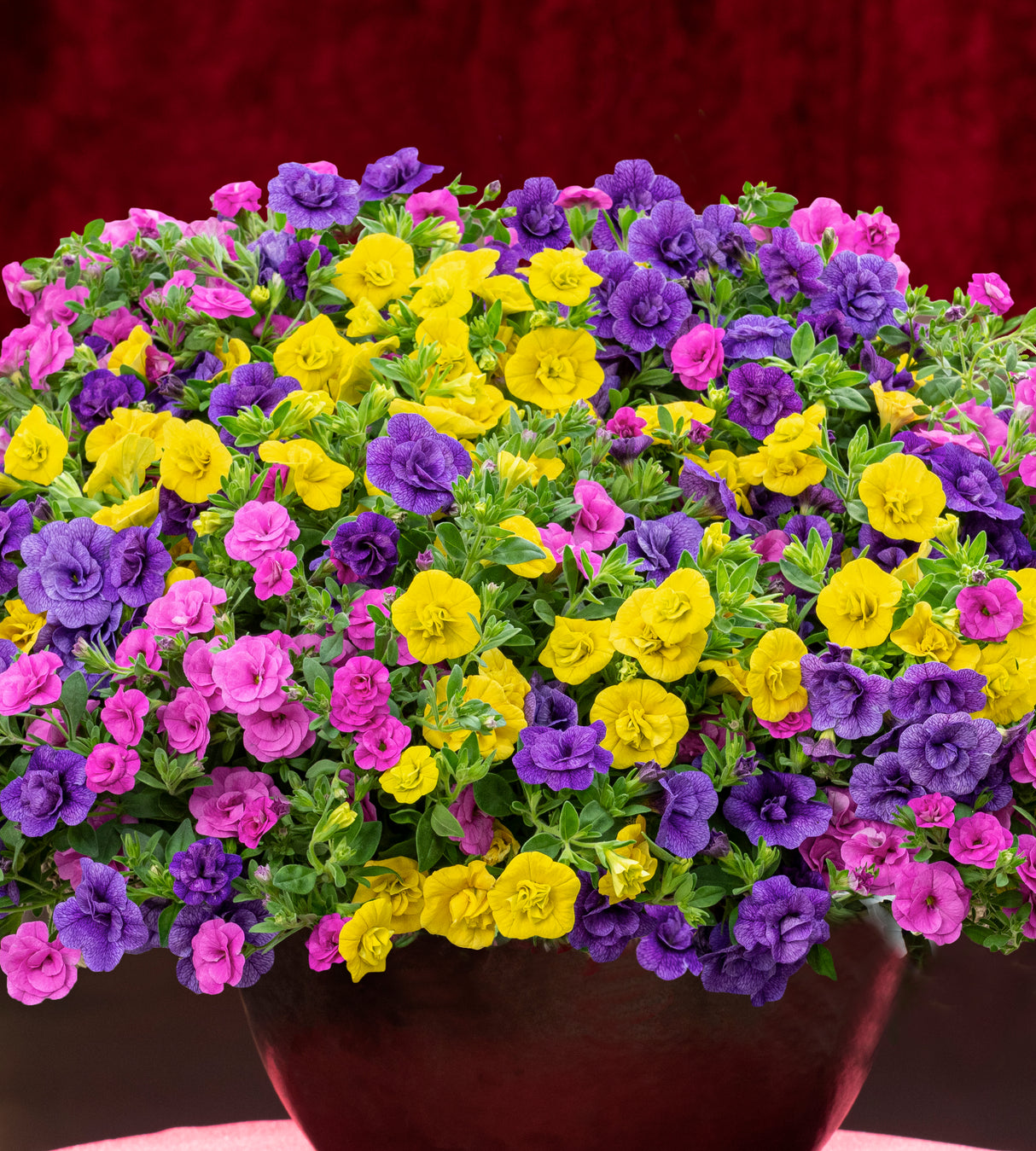Miljoonakello 'Yellow Jazz' 4 kpl
