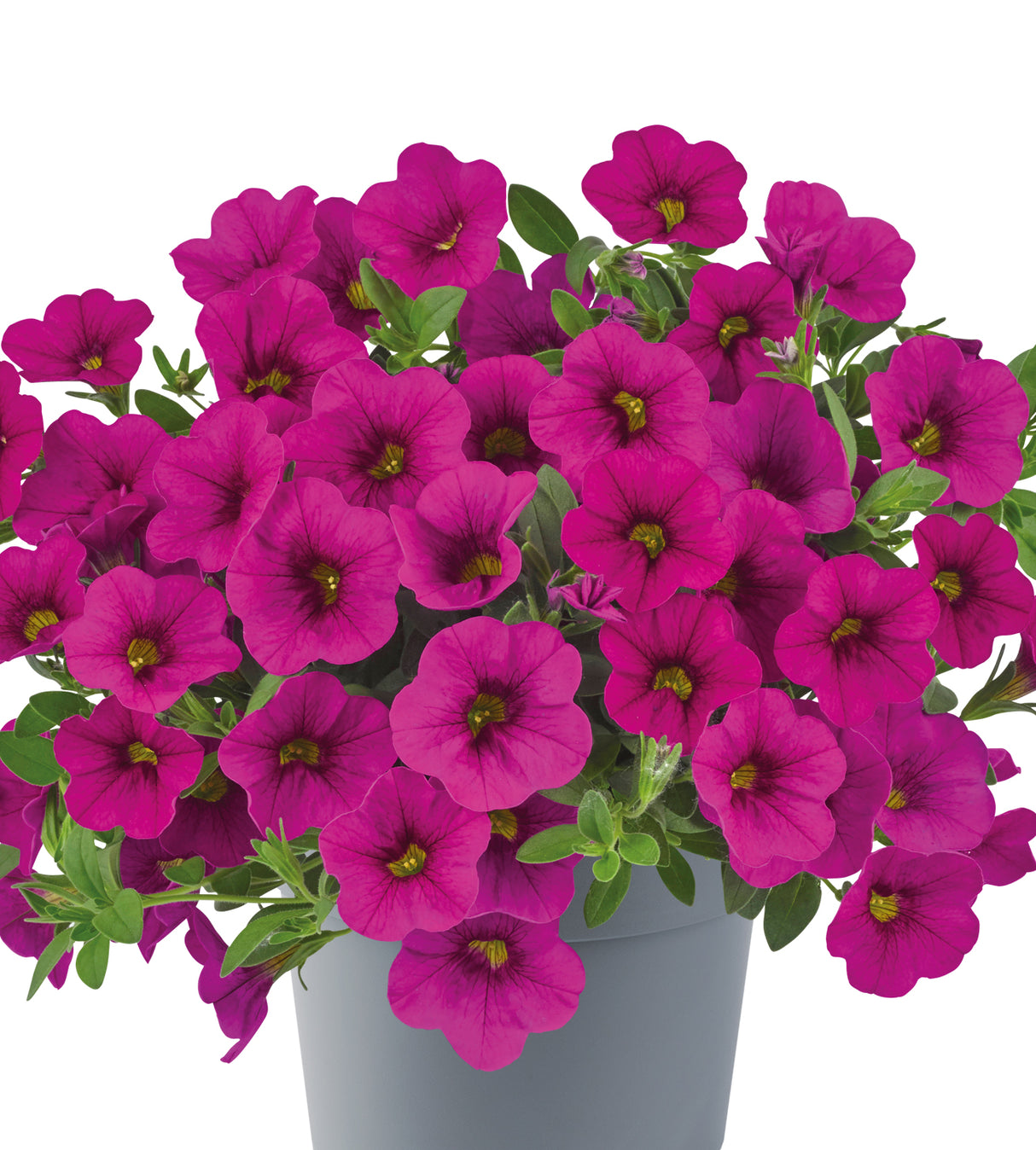 4 kpl Miljoonakello 'Neon Rose'