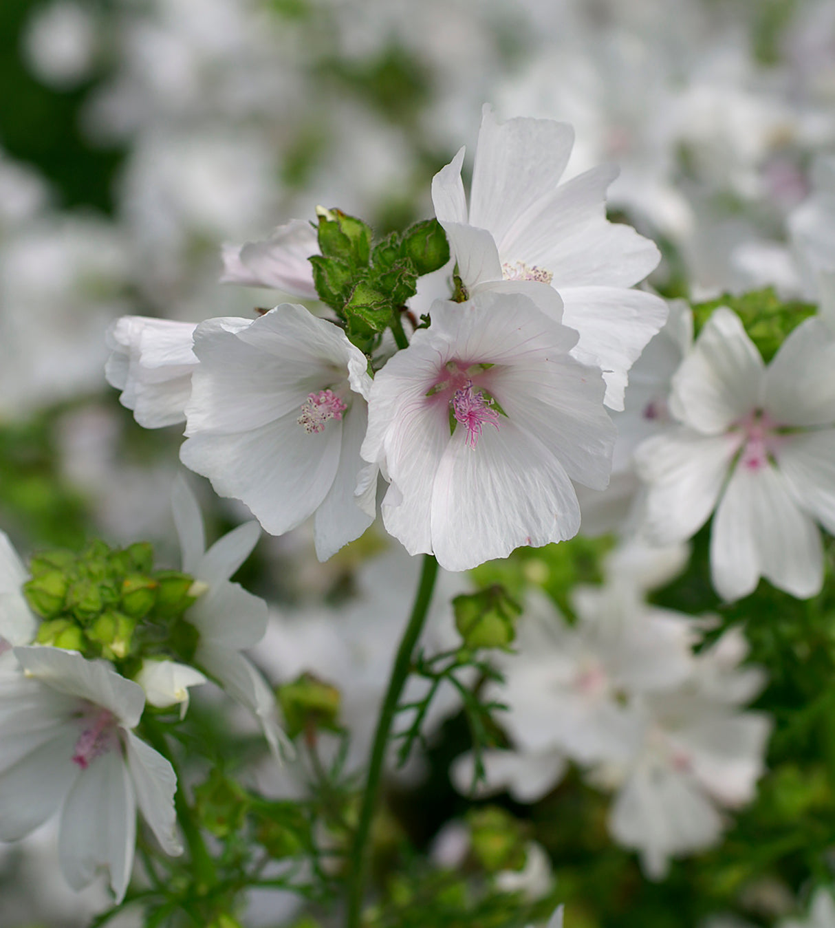 3 kpl Myskimalva 'Alba'