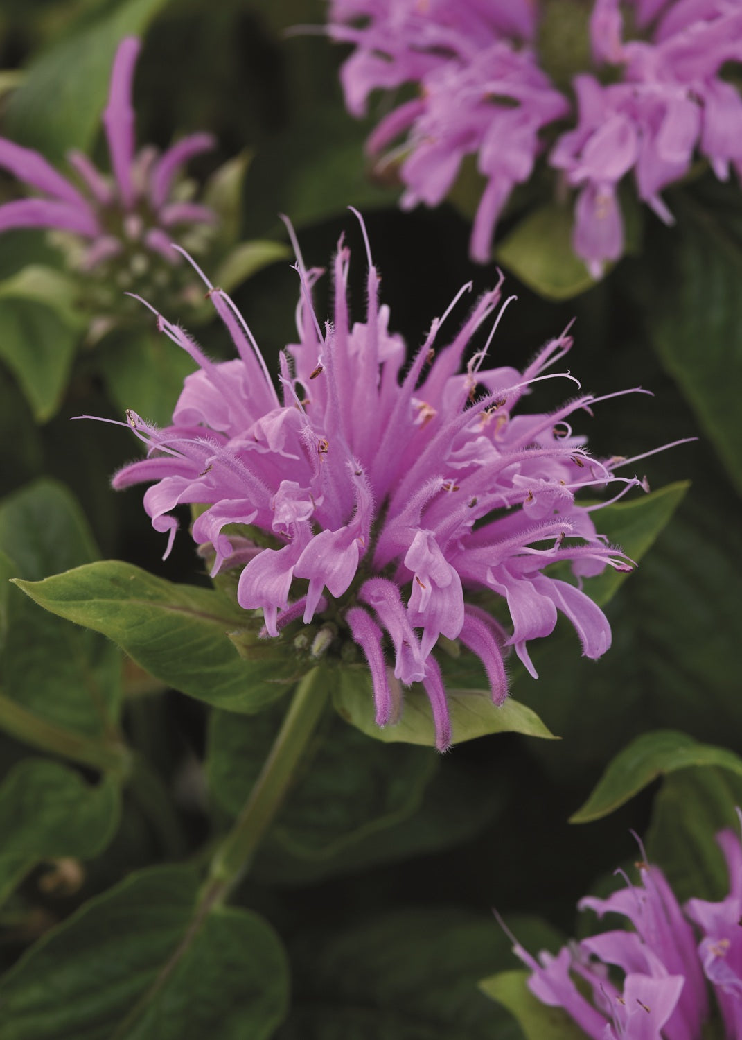 Punaväriminttu 'Bee-Mine Lavender' 3 kpl