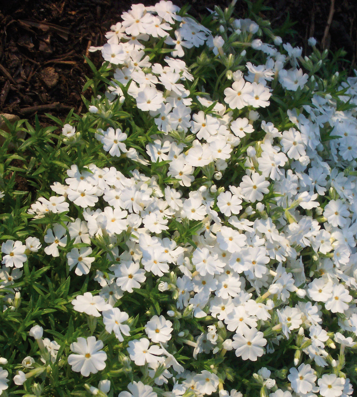 Sammalleimu 'White Delight' 3 kpl