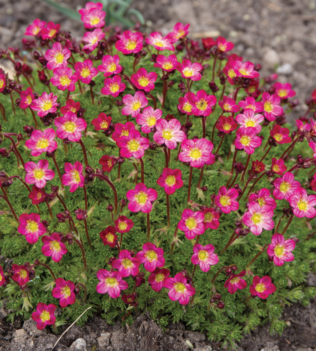 3 kpl Patjarikko 'Carpet Purple Robe'
