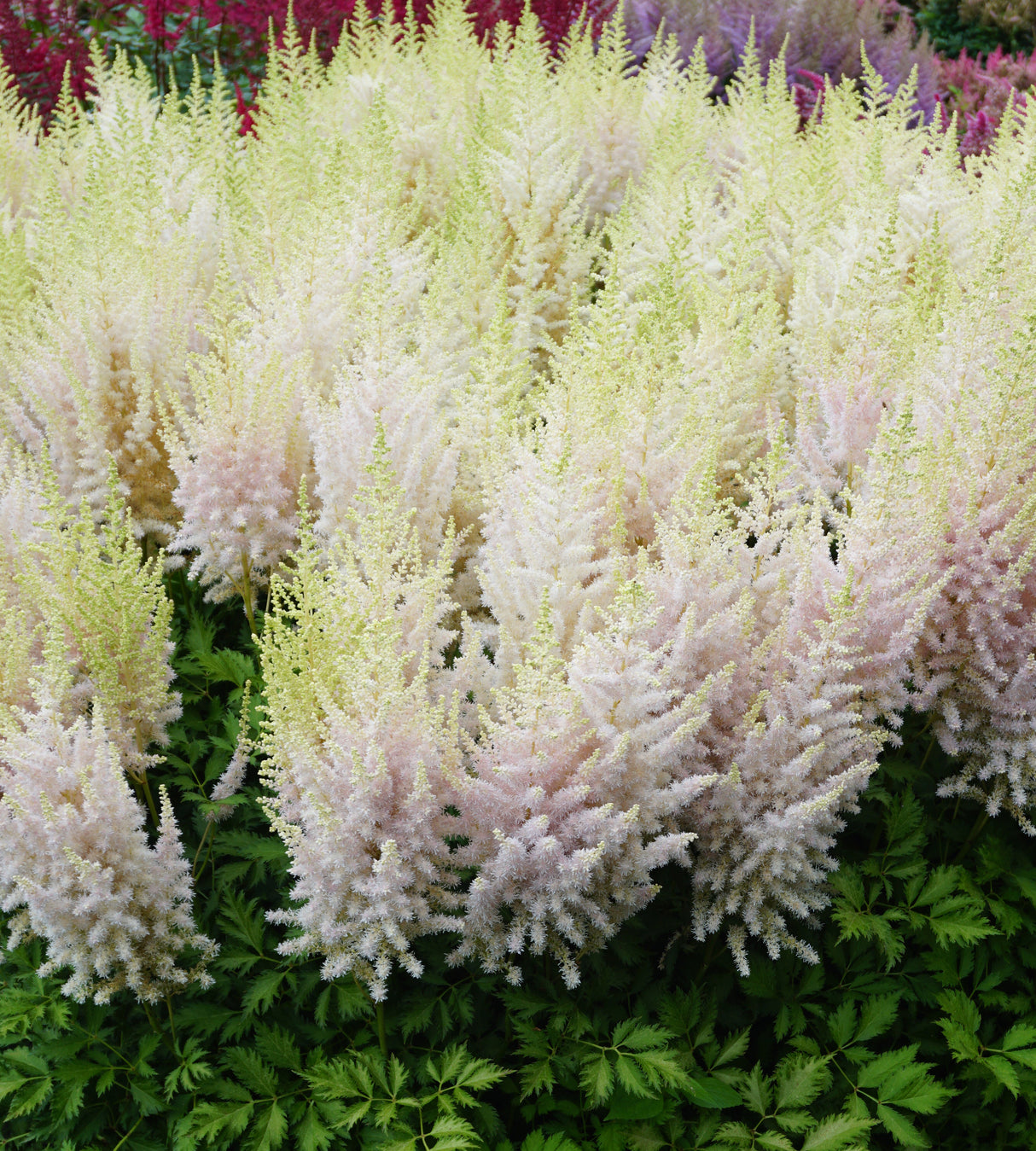Jaloangervo 'Milk and Honey' 3 kpl