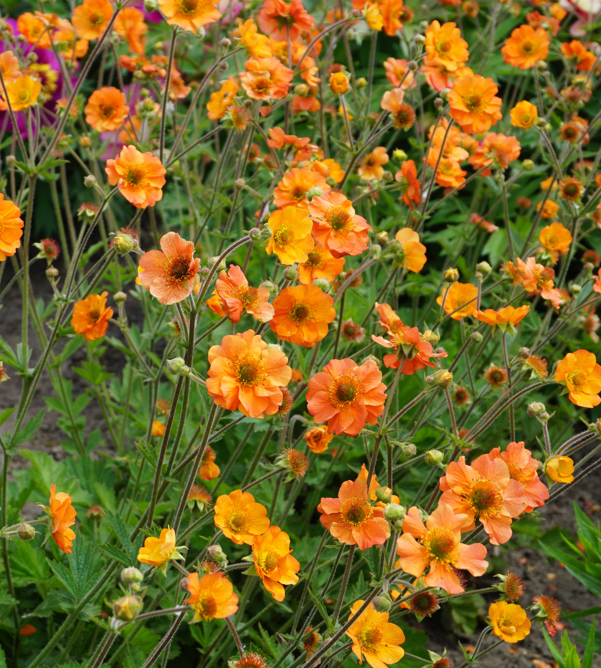 3 kpl Kellukka ’Totally Tangerine’