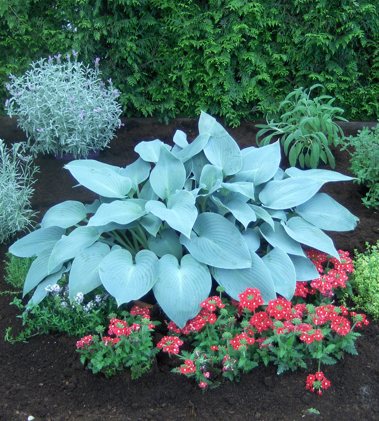 Kuunlilja 'Canadian Blue' 3 kpl