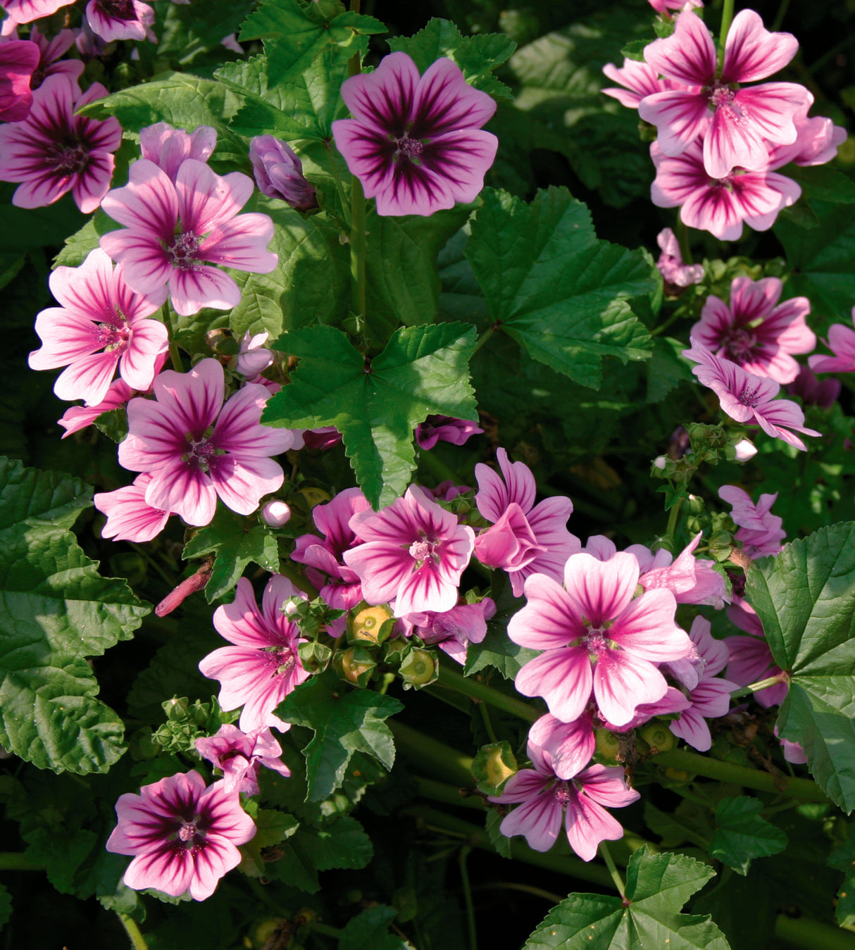 3 kpl Kiiltomalva 'Zebrina'
