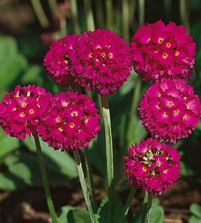 3 kpl Palloesikko 'Prom Deep Rose'
