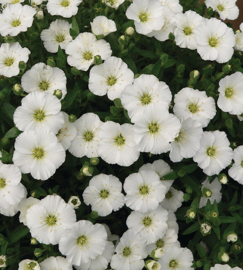 3 kpl Vuoriarho 'Ronda White'