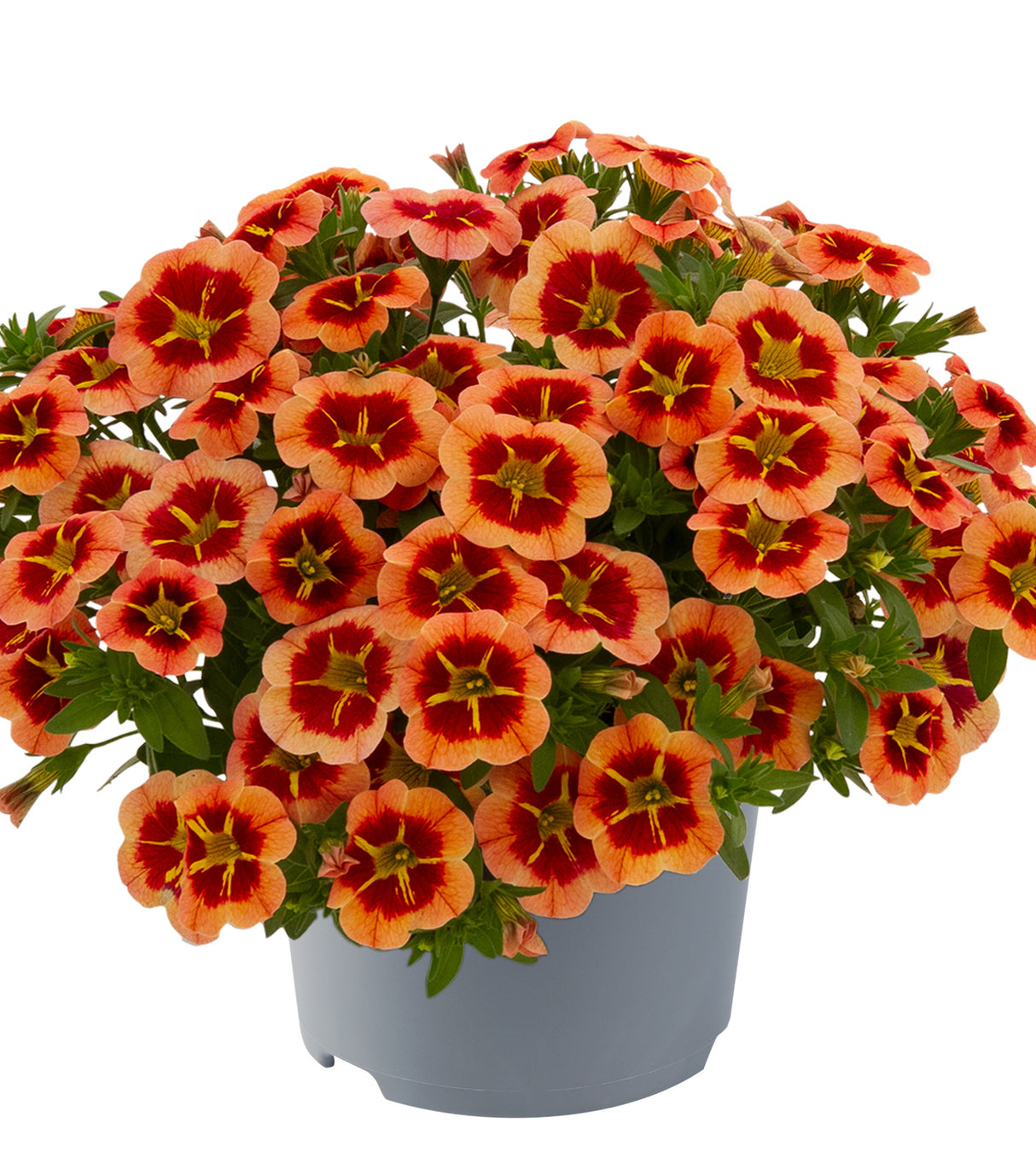 Miljoonakello 'Orange Star' 4 kpl