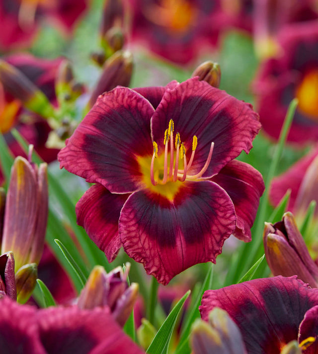 1 kpl Tarhapäivänlilja 'Plum Perfect'