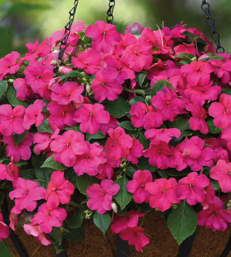 Ahkeraliisa 'Rose' 12 kpl