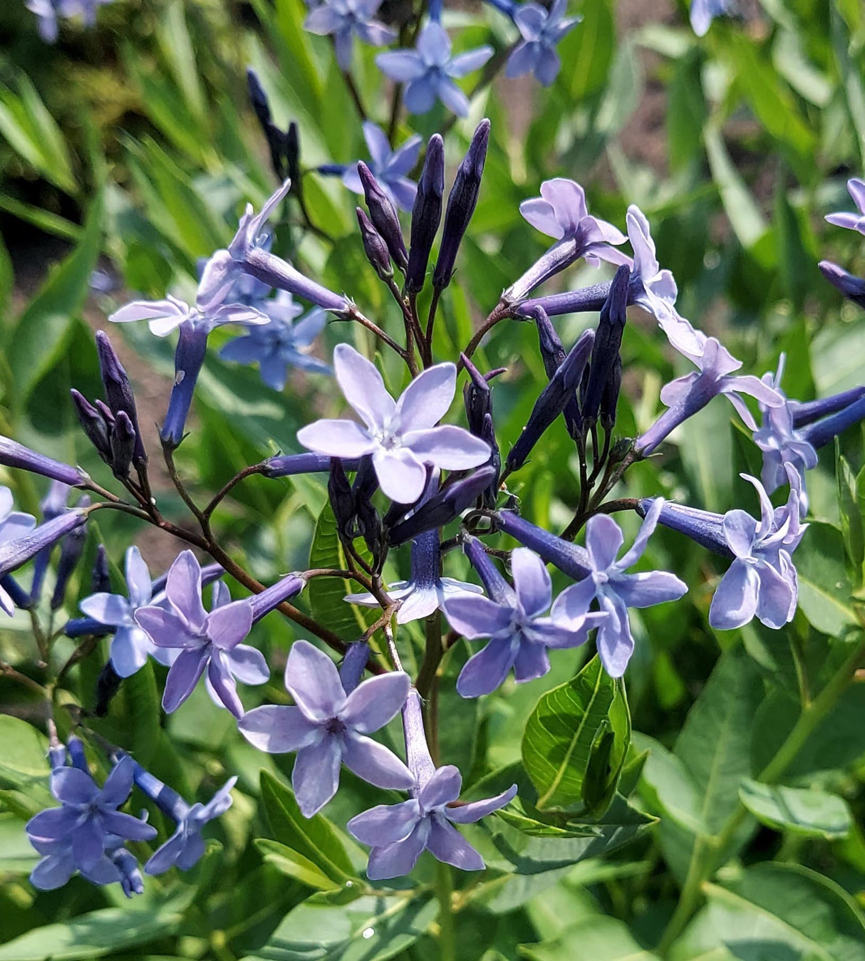 Tähtituikki 'Blue Ice' 3 kpl