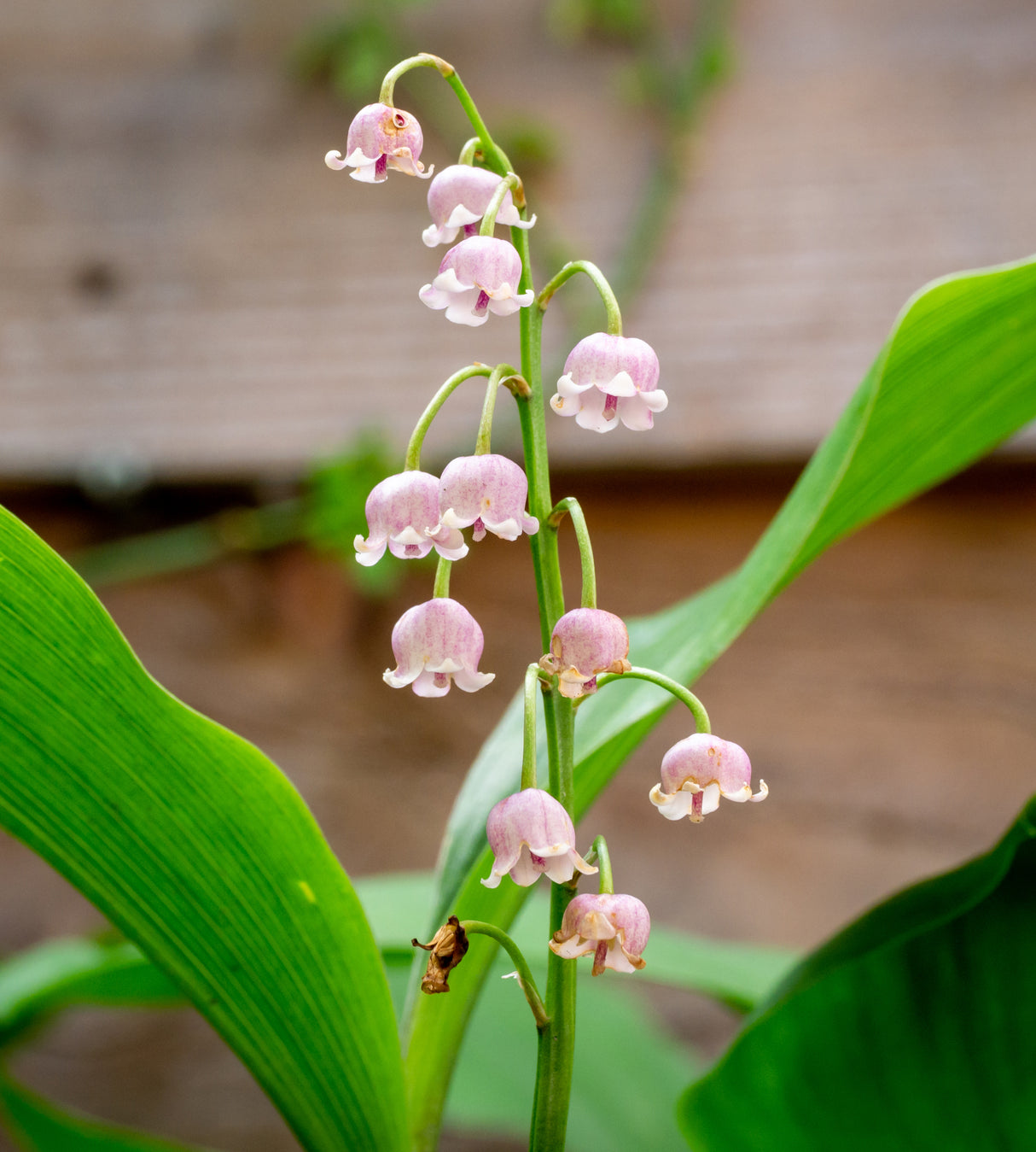 Kielo ’Rosea’ 3 kpl