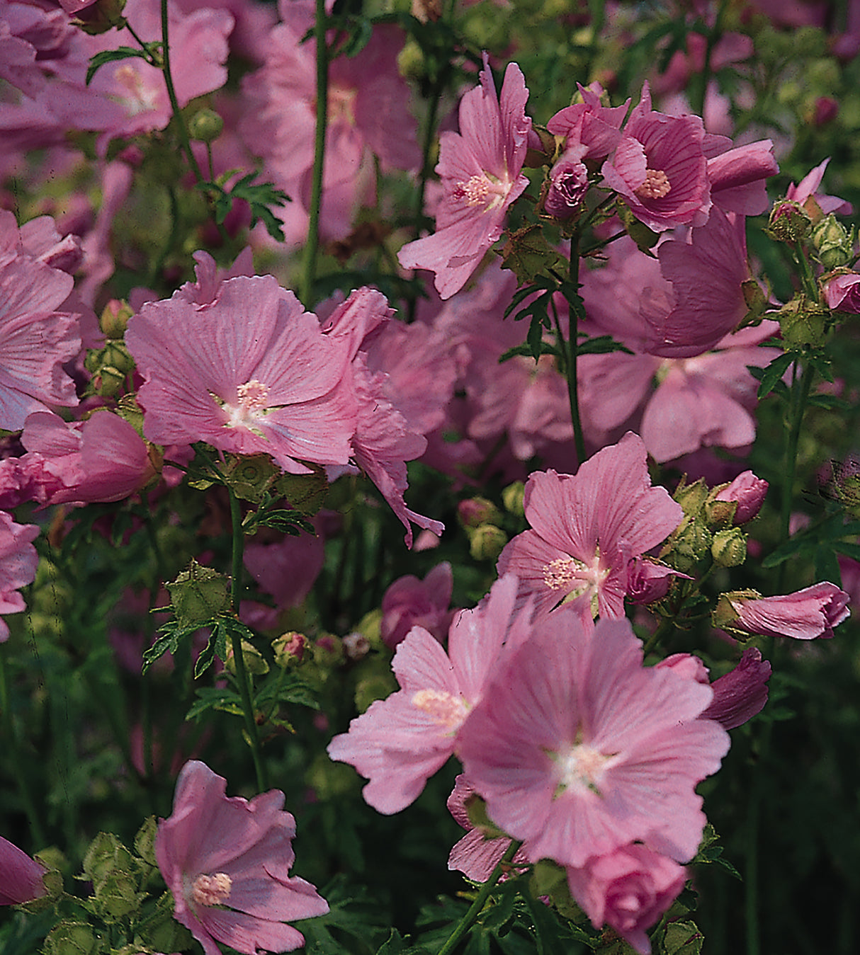 3 kpl Myskimalva 'Rosea'