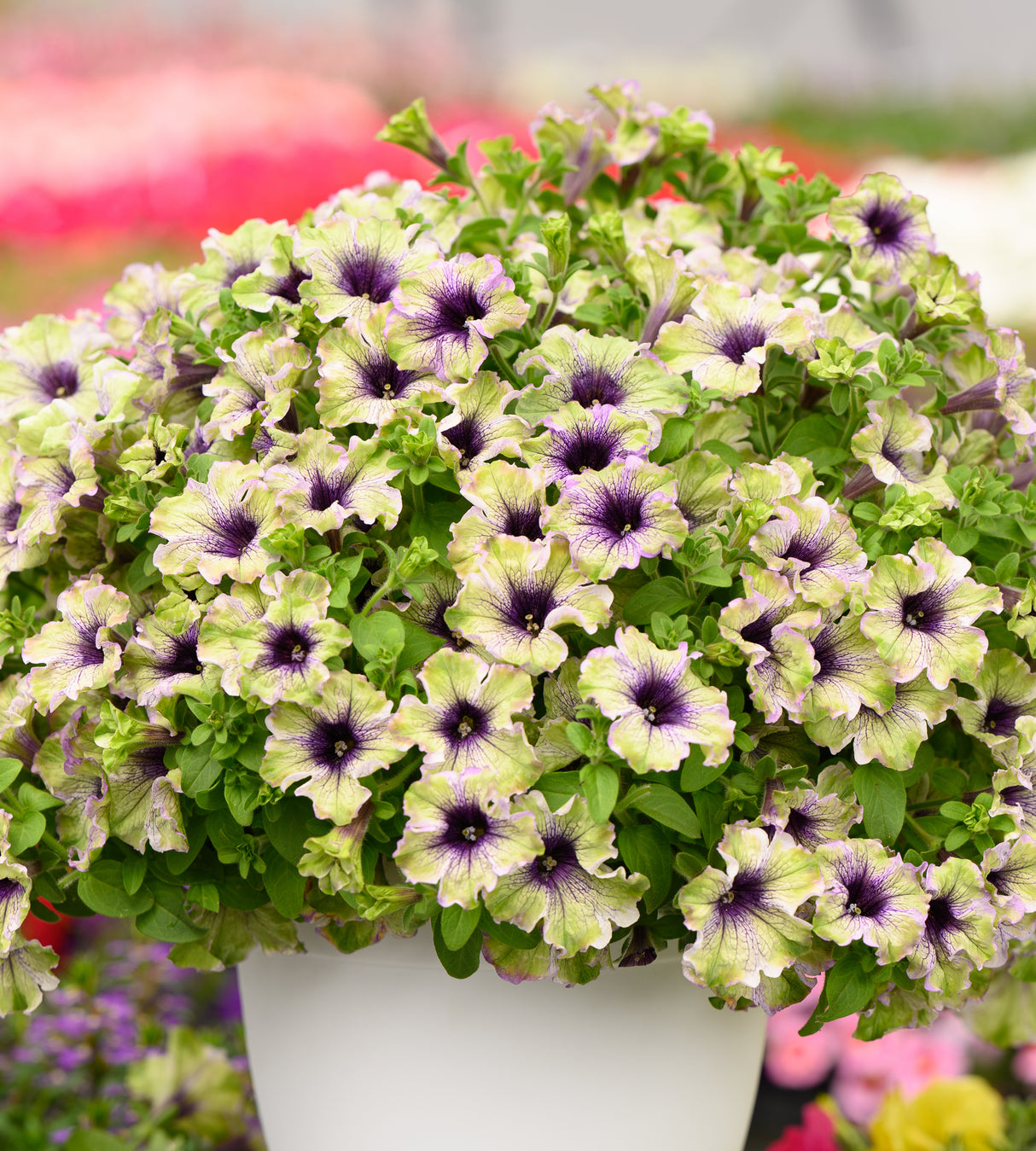 Petunia ’Amazonas Plum Cockatoo' 4 kpl