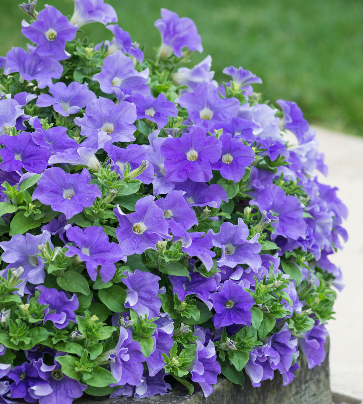 Petunia ’Fanfare Sky Blue' 4 kpl