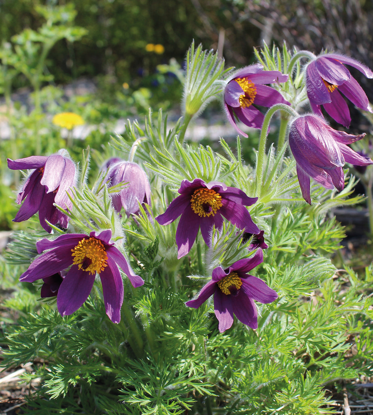 3 kpl Tarhakylmänkukka 'Pulsar Violet Shades'