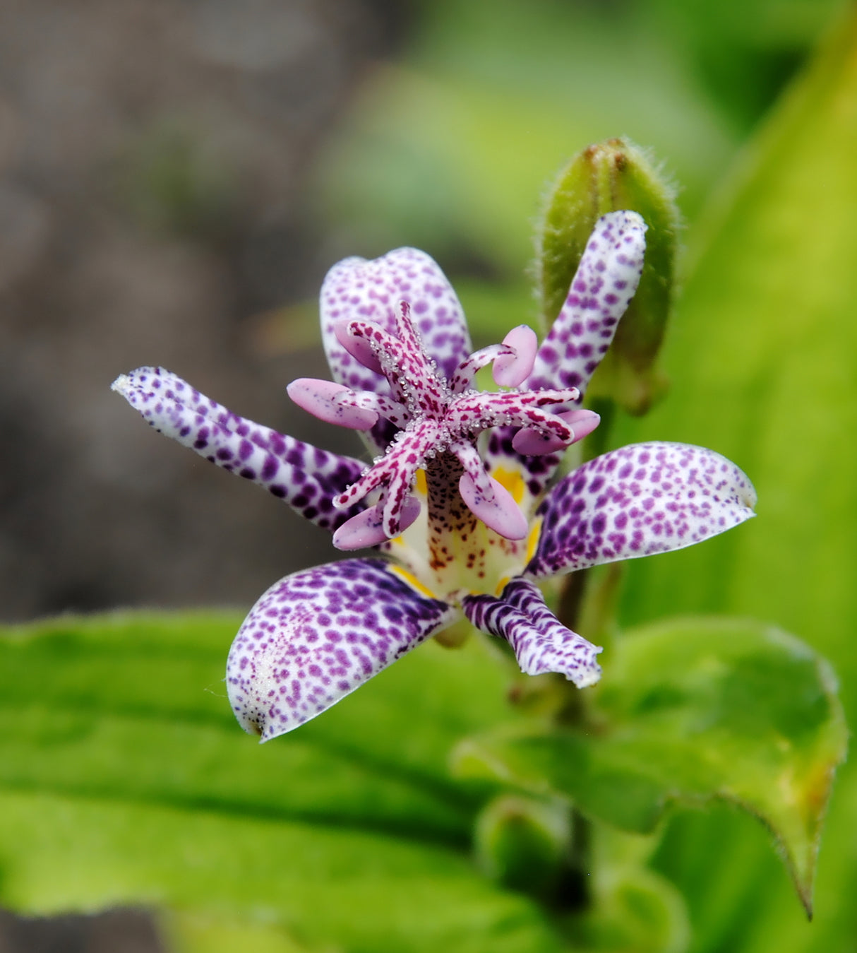 Kannuskonnanlilja 'Dark Beauty' 3 kpl