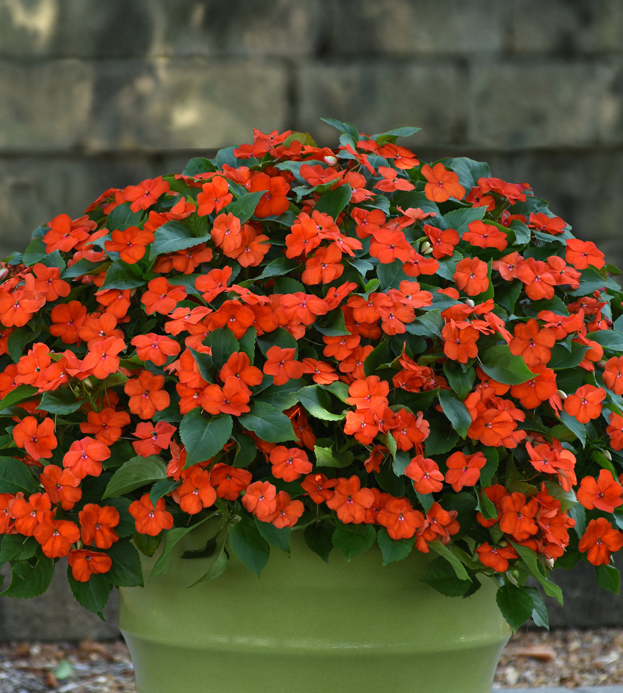 12 kpl Ahkeraliisa 'Orange'