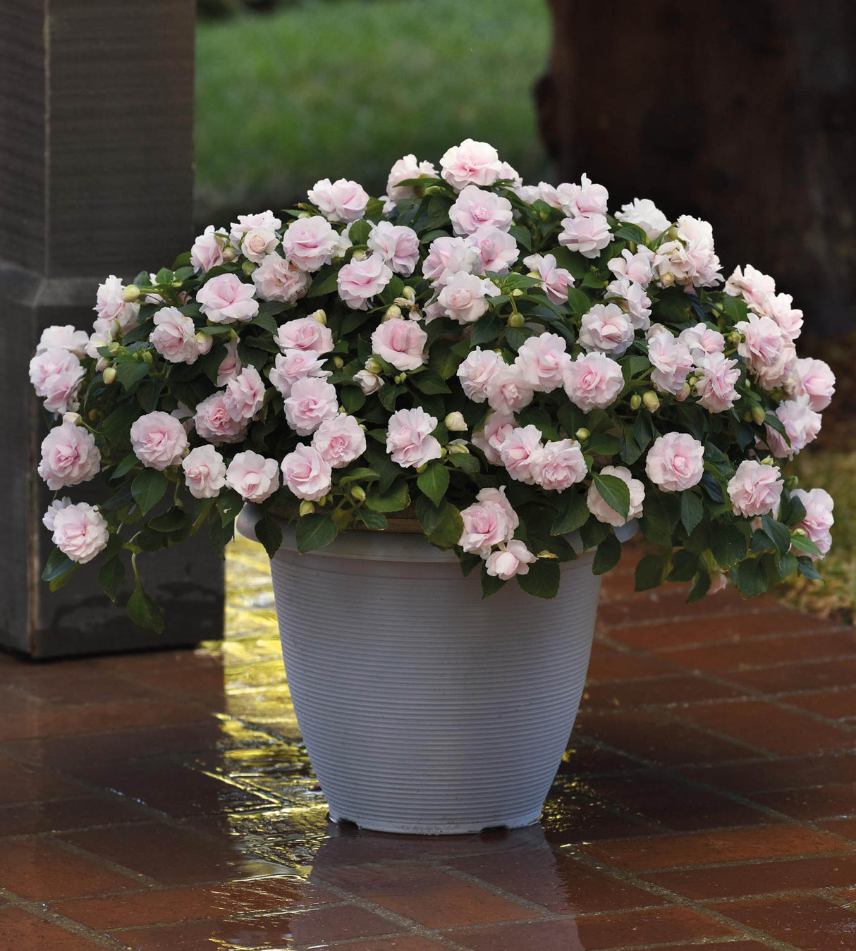 Ahkeraliisa ’Appleblossom’ 4 kpl