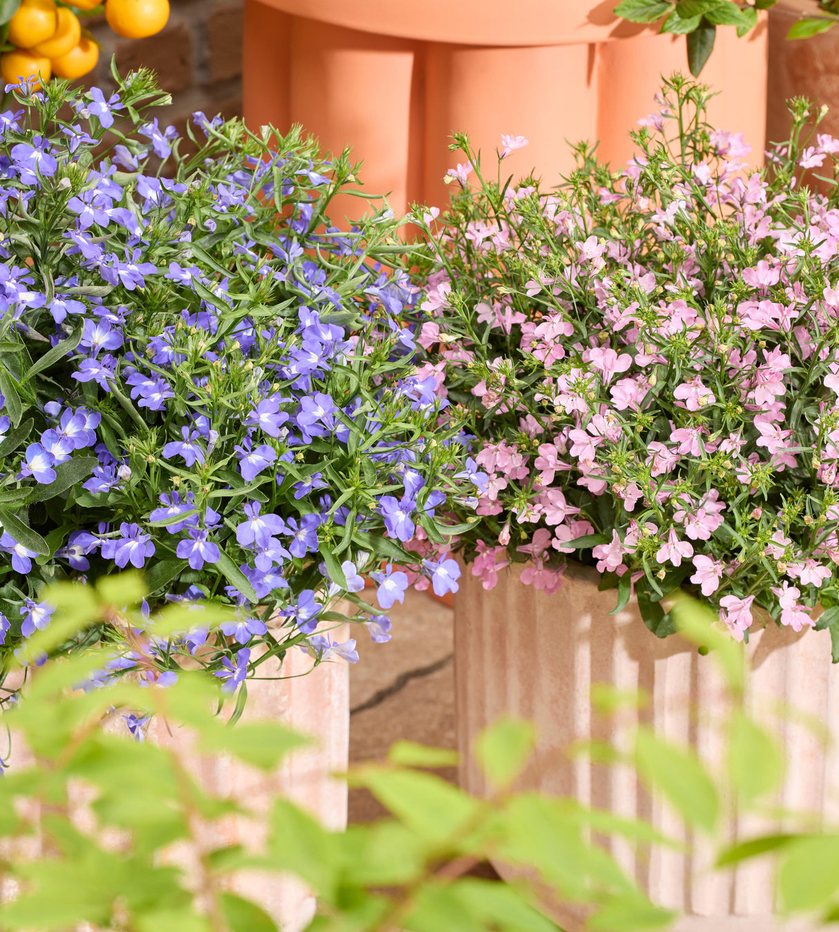 Lobelia lajitelma 10 kpl (5+5)