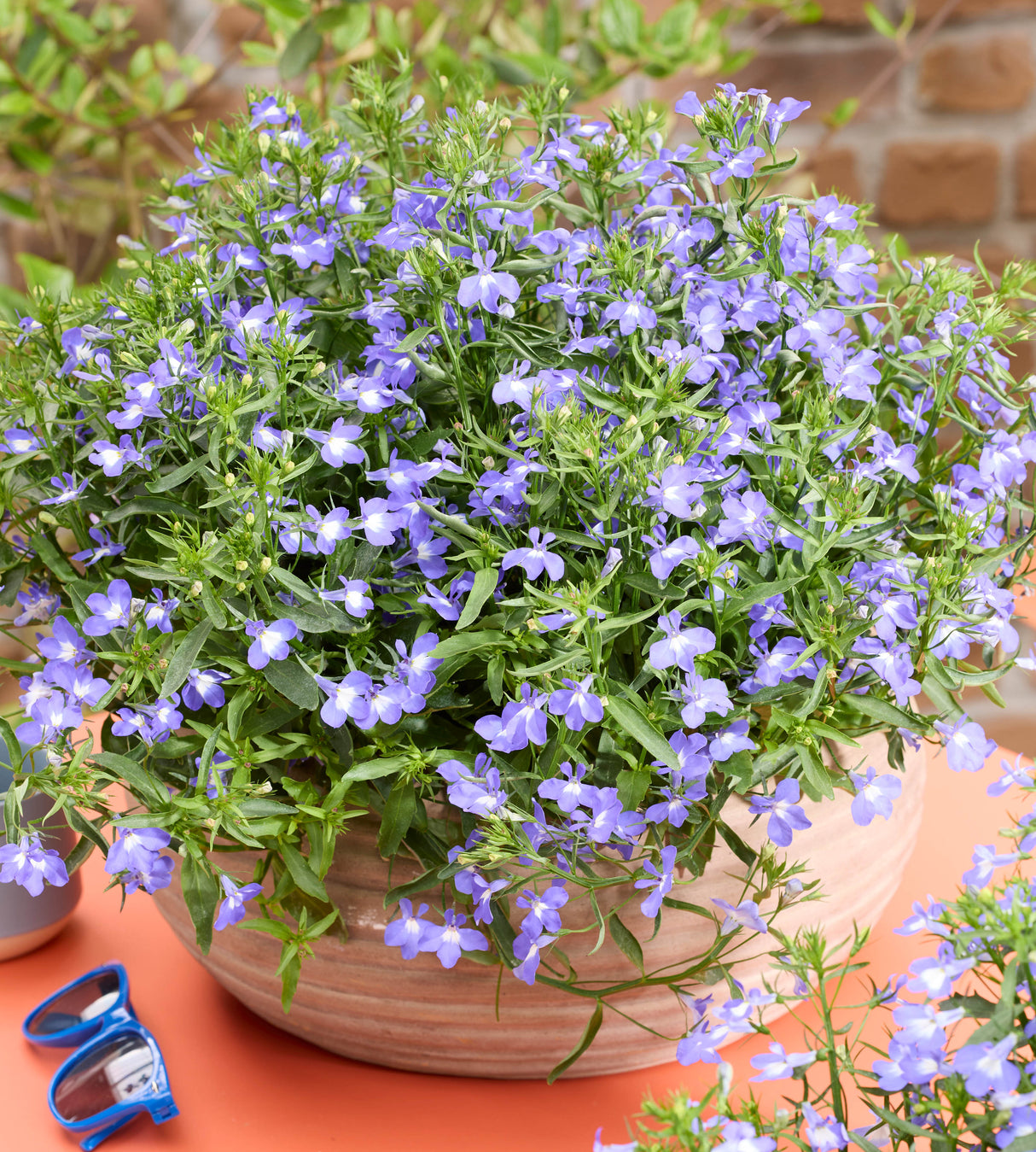Lobelia ’Heatopia Sky Blue' 5 kpl