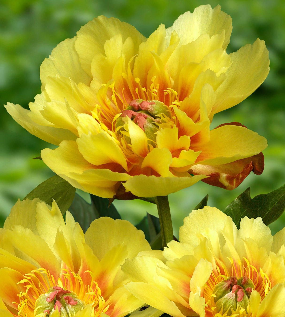 1 kpl Itoh-pioni ’Border Charm'