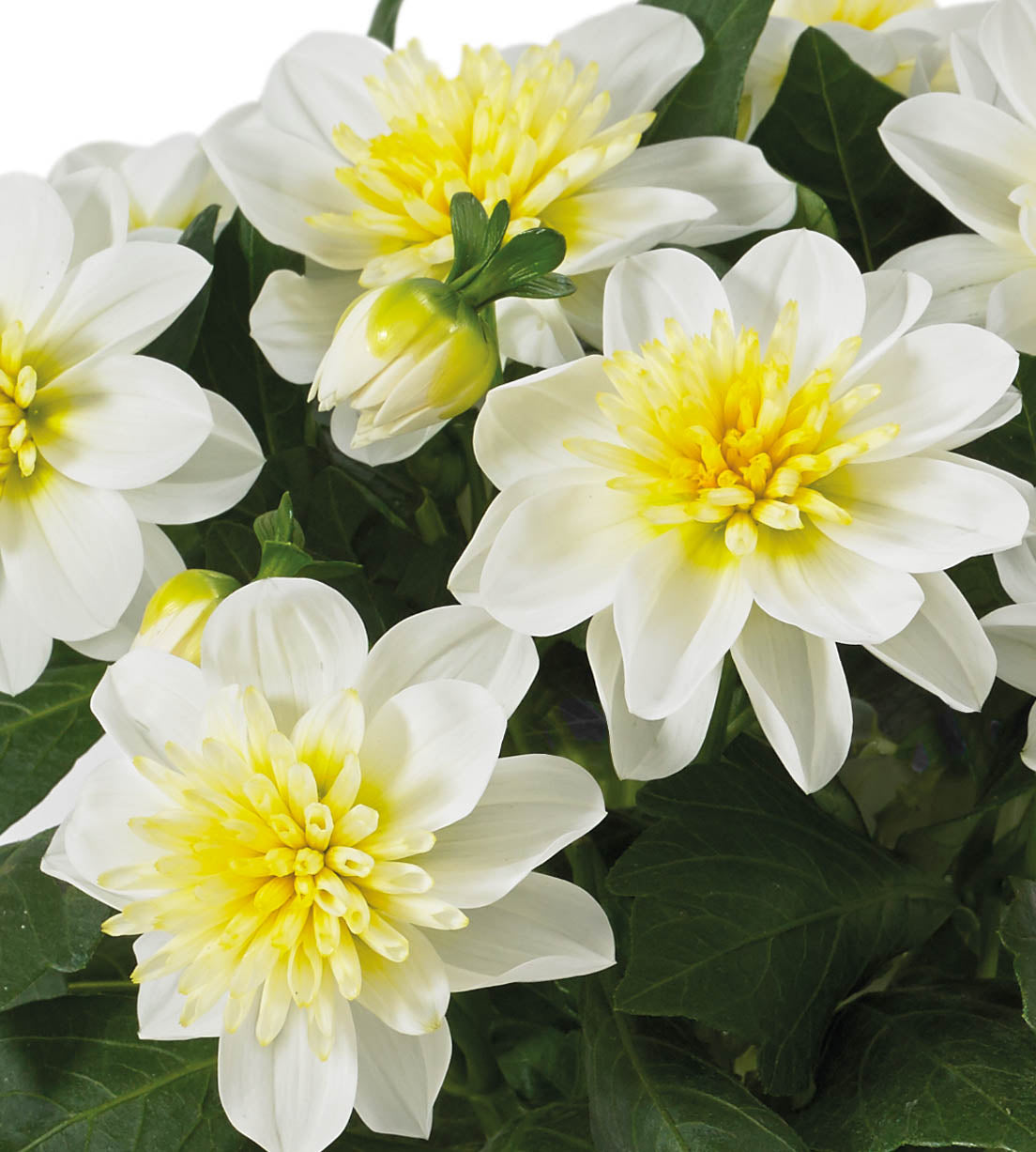 4 kpl Daalia ’Surprise Elsa'