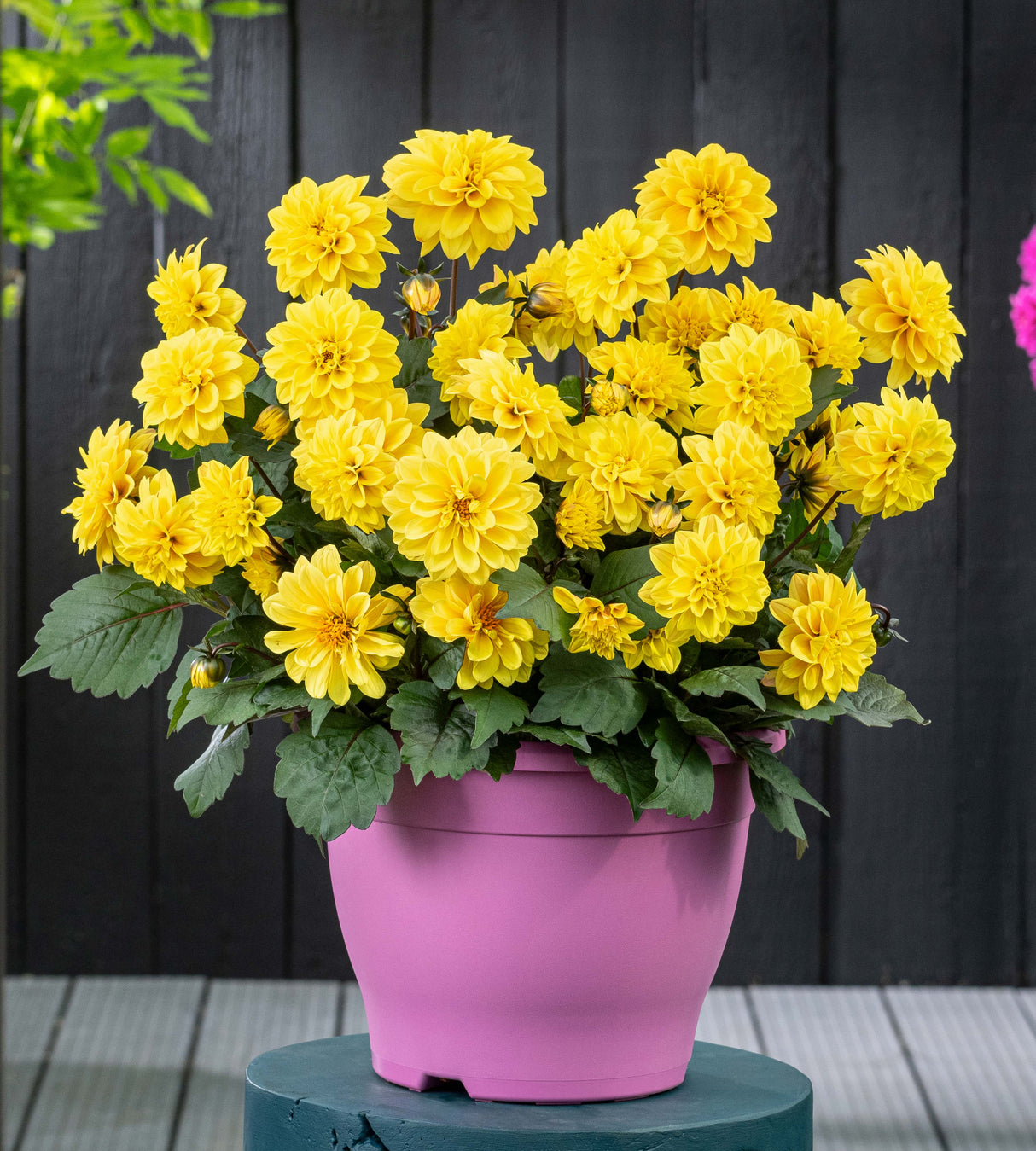 Daalia 'Golden Yellow' 3 kpl