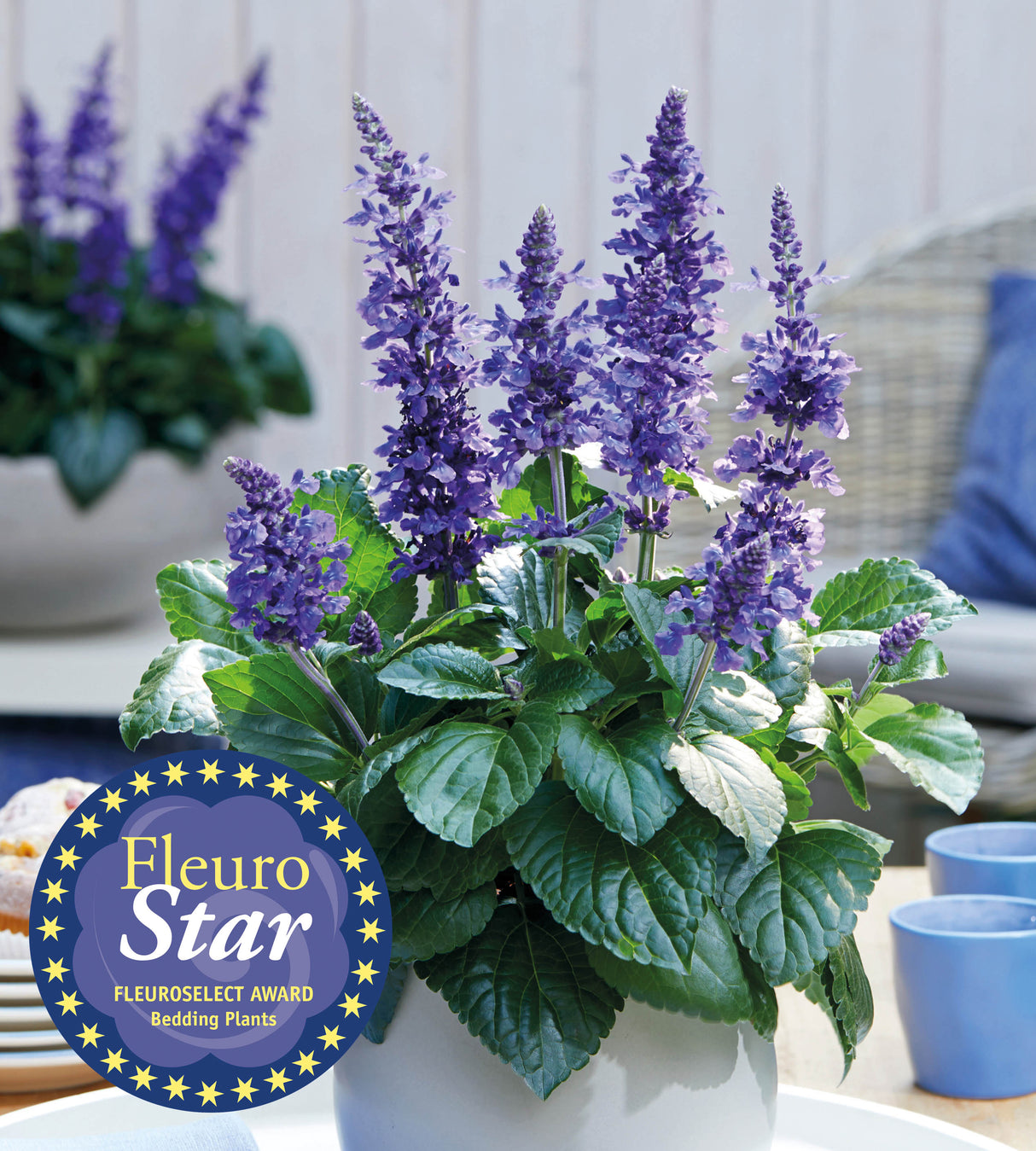 Salvia ’Mysty Blue’ 3 kpl