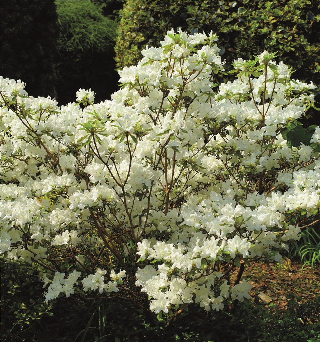 1 kpl Japaninatsalea 'Iceprincess'