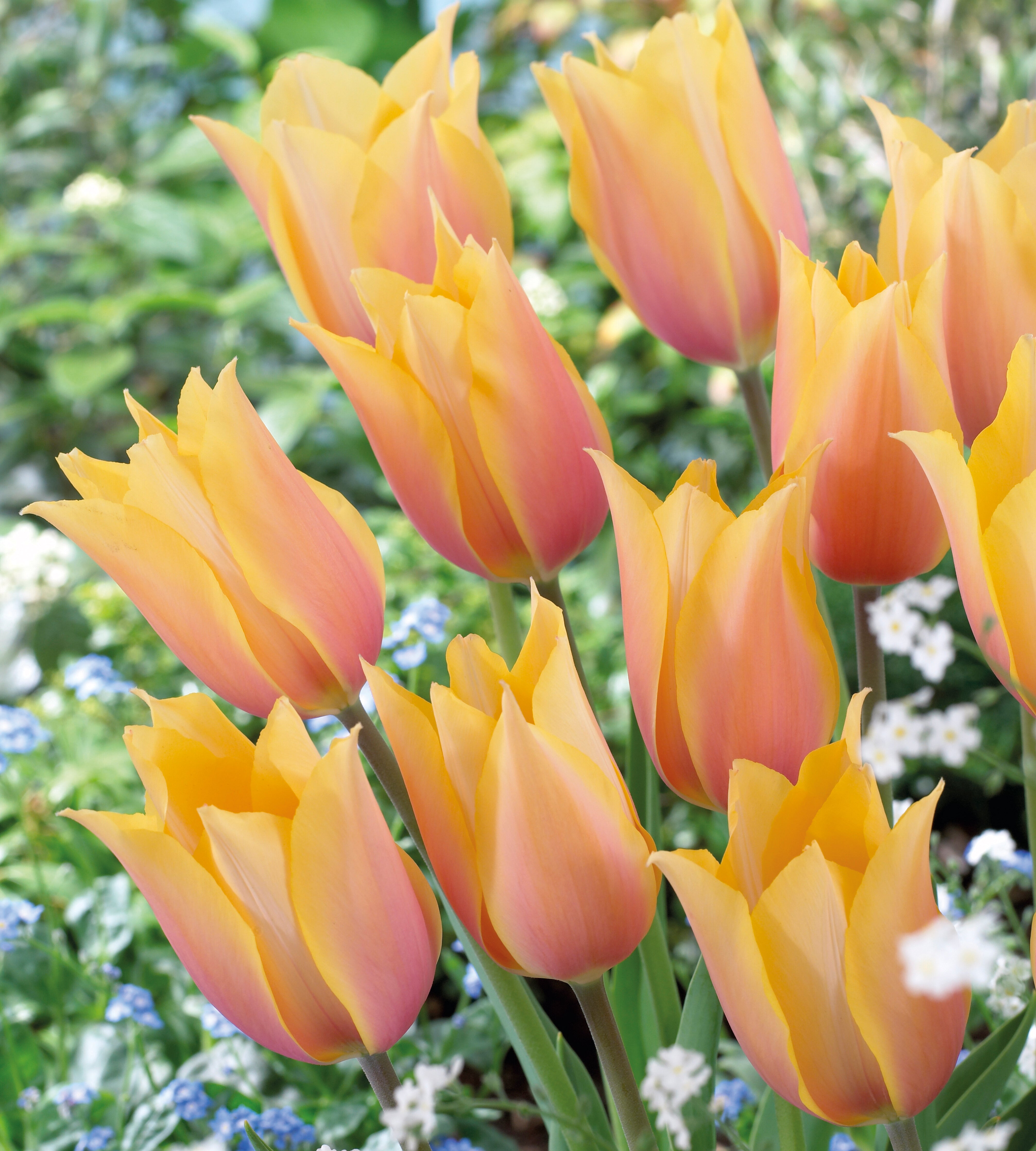 15 Kpl Tulppaani Blushing Lady Puutarha 15-kpl-tulppaani-blushing-lady-puutarha