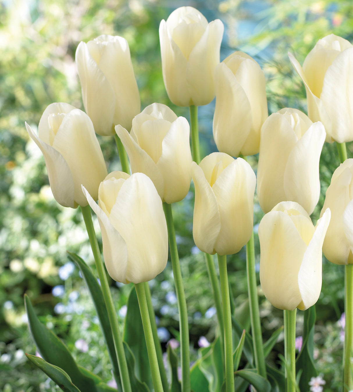 15 kpl Tulppani ’City of Vancouver’