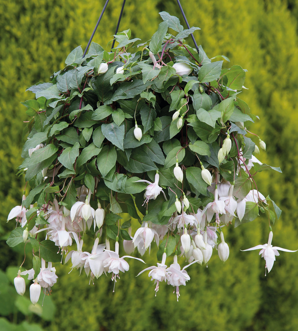Verenpisara 'Pink Marshmallow' 3 kpl