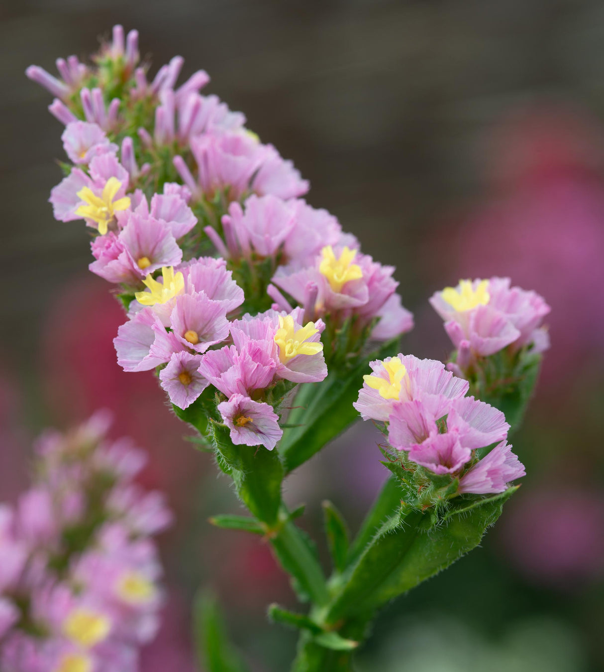 Sini-ikiviuhko 'Rose-Yellow' 3 kpl