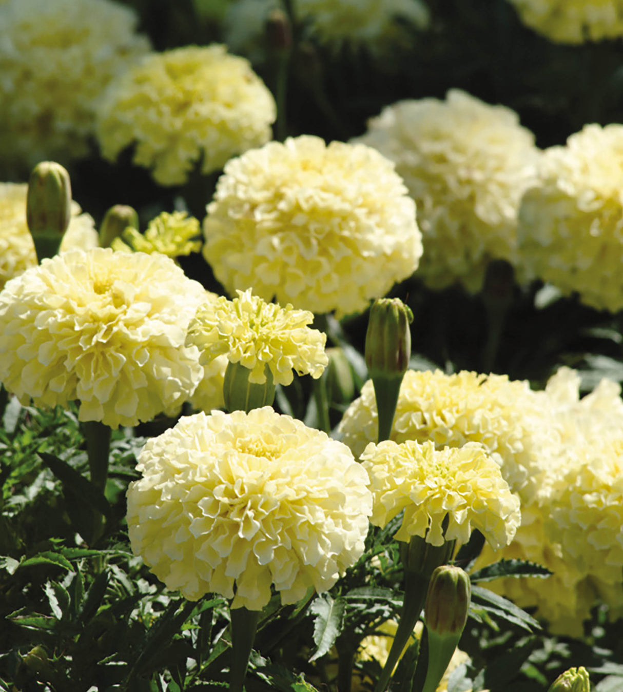6 kpl Isosamettikukka ’Vanilla’