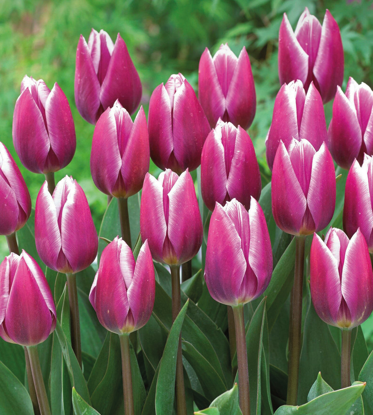 30 kpl Tulppaani ’Sydaeda Blue’