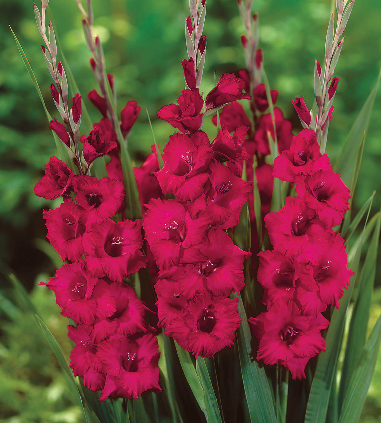 Gladiolus ’Plum Tart’ 5 kpl