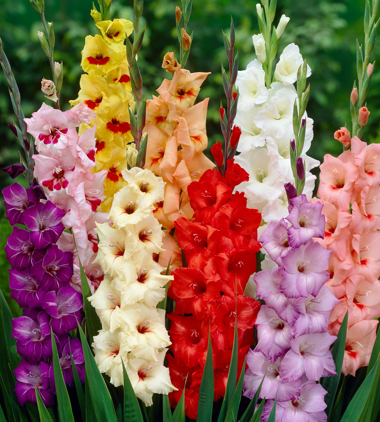 Gladiolus Mix 5 kpl