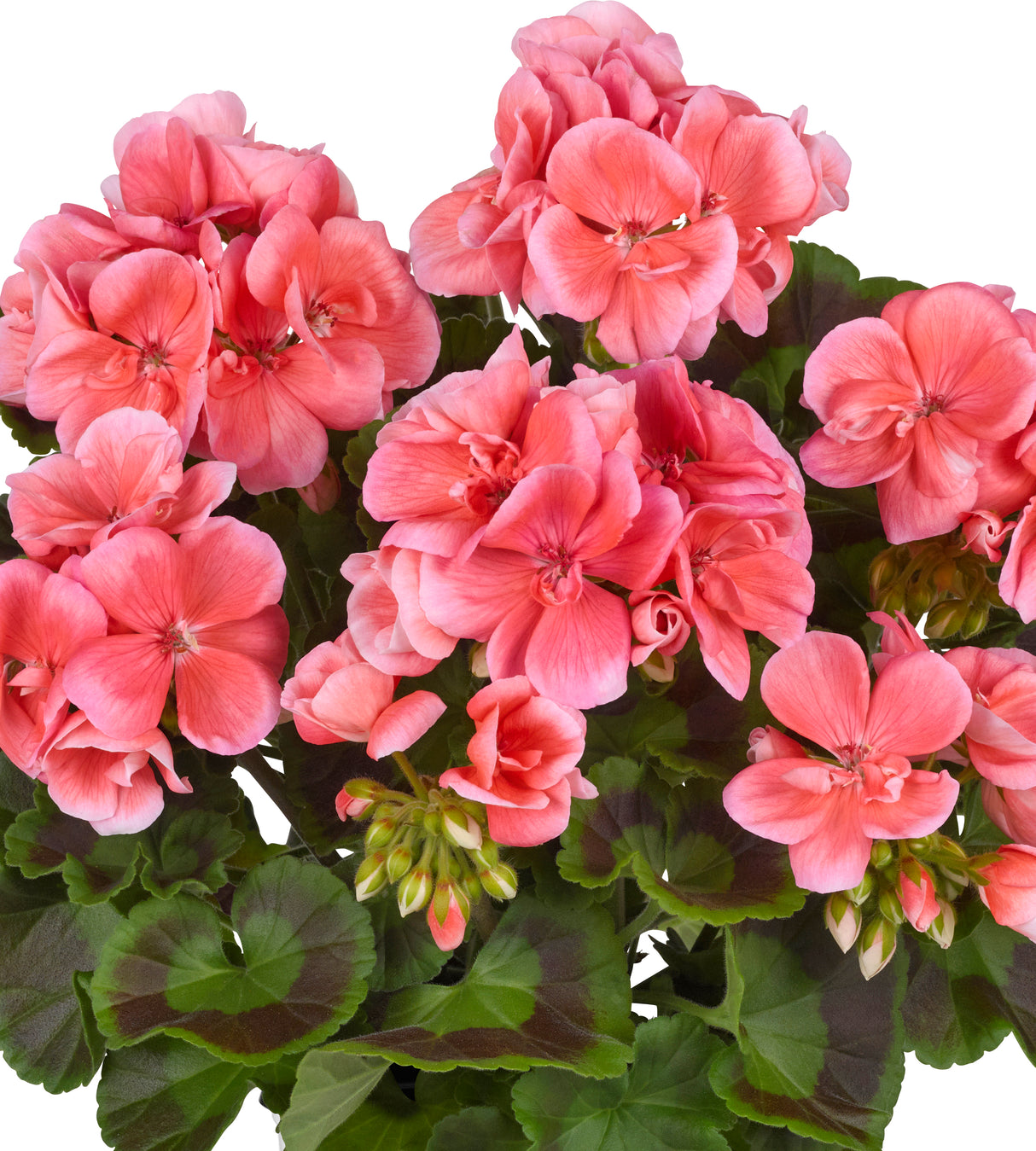 Pelargoni ’Trend Nora' 3 kpl