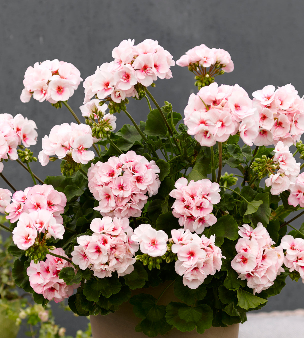 Pelargoni ’Estelle' 3 kpl
