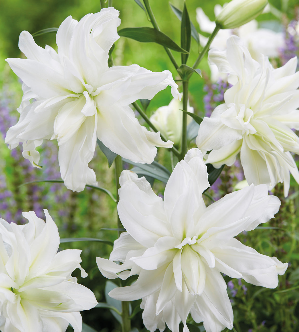 5 kpl Oriental-lilja ’Polar Star’