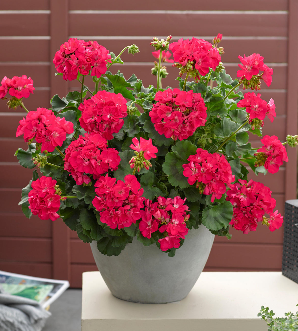 Pelargoni ’Smart Carla' 3 kpl