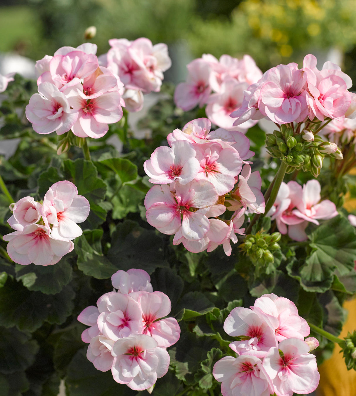 Pelargoni ’Estelle' 3 kpl