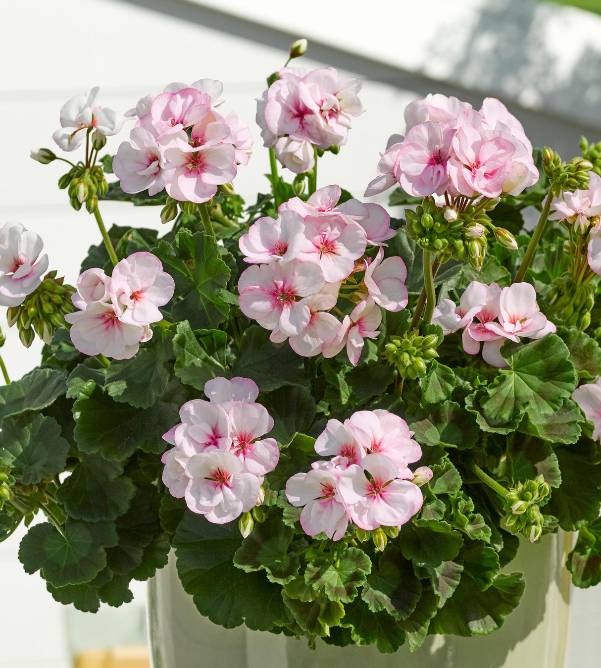 Pelargoni ’Estelle' 3 kpl
